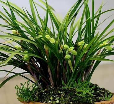 什么是室内盆栽花卉，什么是室内盆栽花卉？
