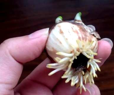 你能在家里种水仙花吗？水仙花怎么种最好？