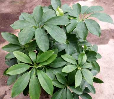 什么是室内盆栽花卉，什么是室内盆栽花卉？
