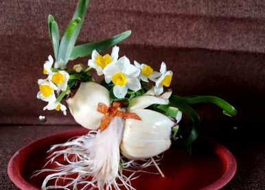 你能在家里种水仙花吗？水仙花怎么种最好？