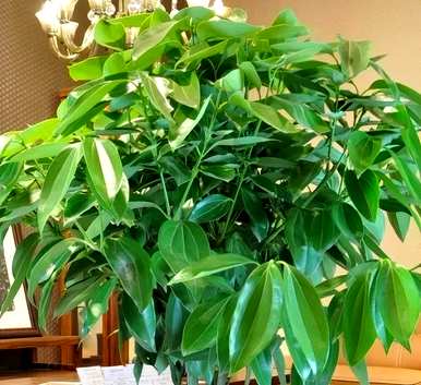 什么是室内盆栽花卉，什么是室内盆栽花卉？