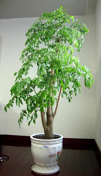 什么是室内盆栽花卉，什么是室内盆栽花卉？