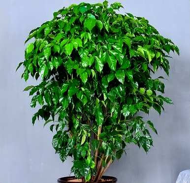 什么是室内盆栽花卉，什么是室内盆栽花卉？