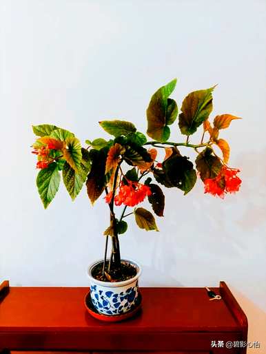 竹节海棠怎么养最好？竹节海棠用什么土最好？