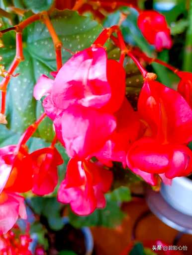 竹节海棠怎么养最好？竹节海棠用什么土最好？