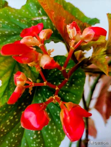 竹节海棠怎么养最好？竹节海棠用什么土最好？