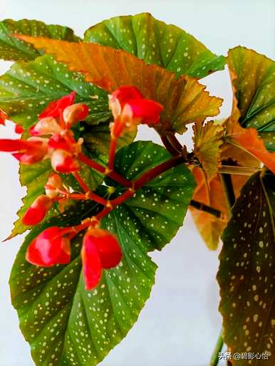 竹节海棠怎么养最好？竹节海棠用什么土最好？