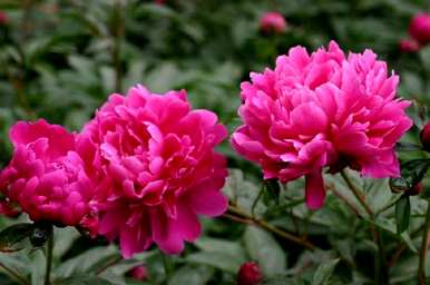 牡丹花的特点是什么，牡丹花的颜色特点是什么？