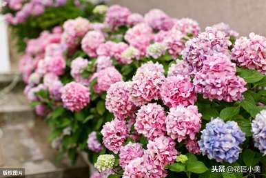 圆锥绣球花的花期是几个月，什么时候是绣球花？