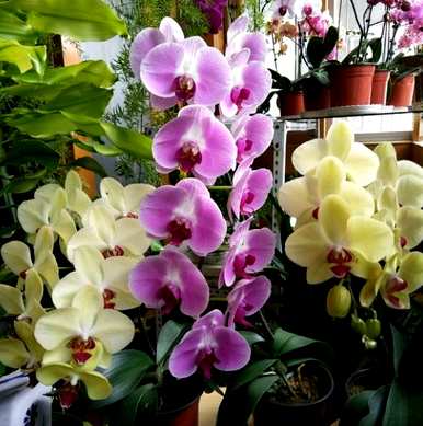蝴蝶兰开花怎么办？蝴蝶兰开花怎么办？