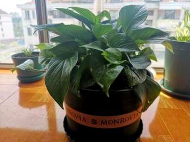 三年级怎么写绿萝花语？绿萝花语是什么意思？