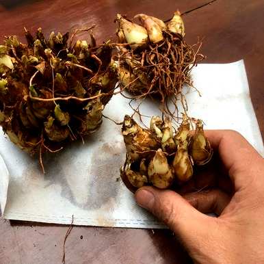 网红种球花有哪些种类，种球花有哪些种类？