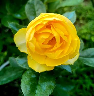 月季花品种介绍大全，攀藤月季花品种大全
