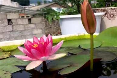 水莲花怎么养才能开花？家里的莲花能开多久？