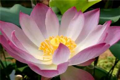 水莲花怎么养才能开花？家里的莲花能开多久？