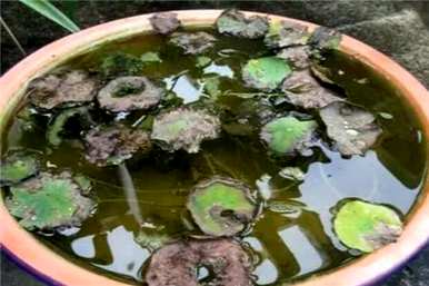 水莲花怎么养才能开花？家里的莲花能开多久？