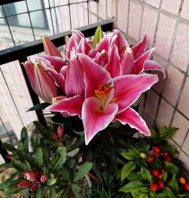 广东百合花的种植时间和方法
