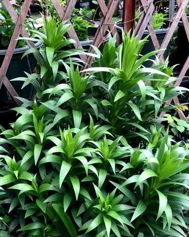 广东百合花的种植时间和方法