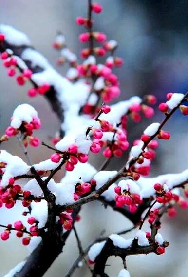 梅花是什么意思，梅花小楼是什么意思？