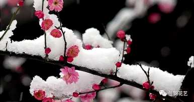 梅花是什么意思，梅花小楼是什么意思？