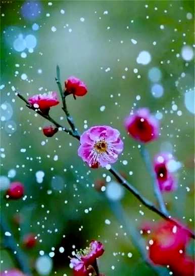梅花是什么意思，梅花小楼是什么意思？