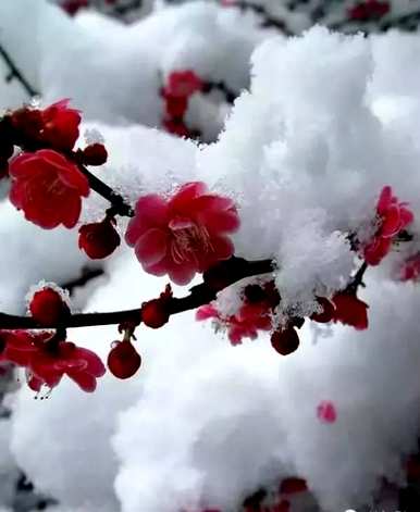 梅花是什么意思，梅花小楼是什么意思？