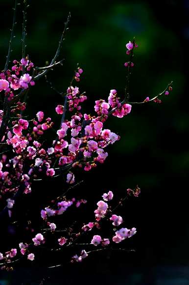 梅花是什么意思，梅花小楼是什么意思？