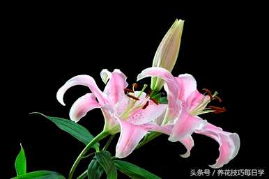 香水百合怎么养盆栽，香水百合开了怎么办？
