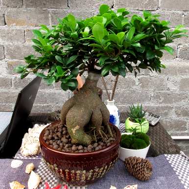 观叶植物名称大全，红色观叶植物名称图片大全