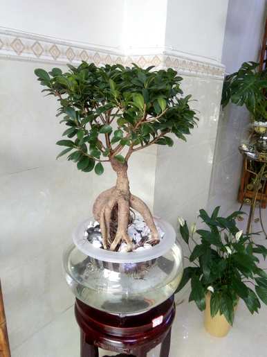 观叶植物名称大全，红色观叶植物名称图片大全