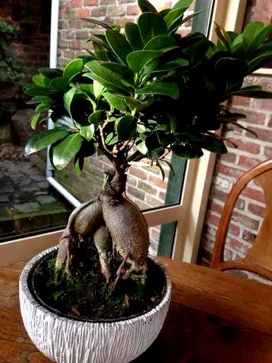 观叶植物名称大全，红色观叶植物名称图片大全