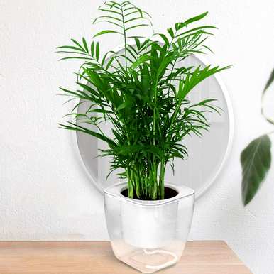 观叶植物名称大全，红色观叶植物名称图片大全