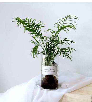 观叶植物名称大全，红色观叶植物名称图片大全