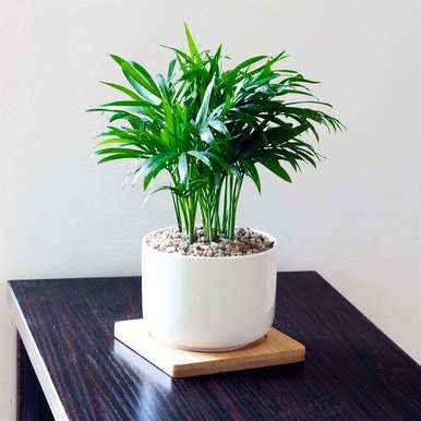 观叶植物名称大全，红色观叶植物名称图片大全