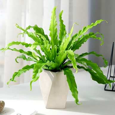 观叶植物名称大全，红色观叶植物名称图片大全