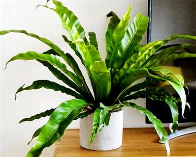 观叶植物名称大全，红色观叶植物名称图片大全
