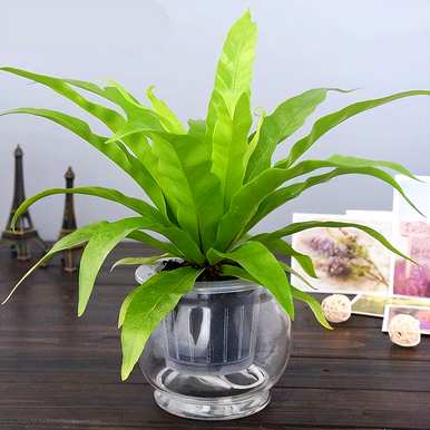 观叶植物名称大全，红色观叶植物名称图片大全
