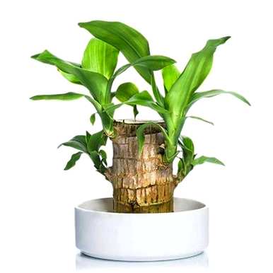 观叶植物名称大全，红色观叶植物名称图片大全