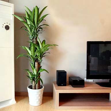 观叶植物名称大全，红色观叶植物名称图片大全
