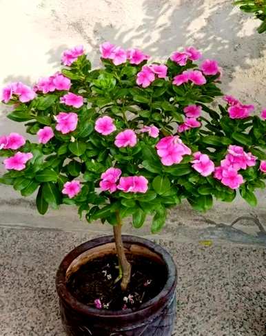 长春花语是什么意思？长春花语必须背诵知识点