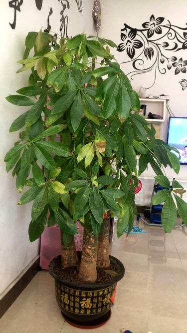 如何补救香菜叶子变黄，如何补救叶子变黄