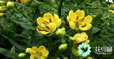 决明子种植时间和方法，决明子种植前景和利润