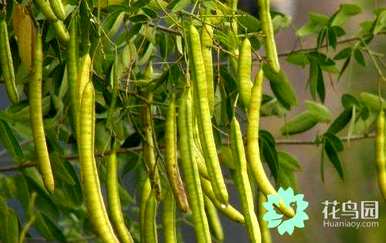 决明子种植时间和方法，决明子种植前景和利润