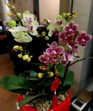 蝴蝶兰开花期间如何养护，蝴蝶兰开花后如何养护