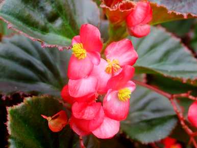 四季开花有哪些花，哪种爬墙花四季开花？