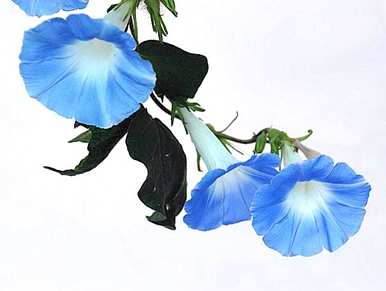 牵牛花什么季节开花，牵牛花什么季节开花
