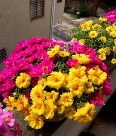 盆栽太阳花编织教程，盆栽太阳花种植方法