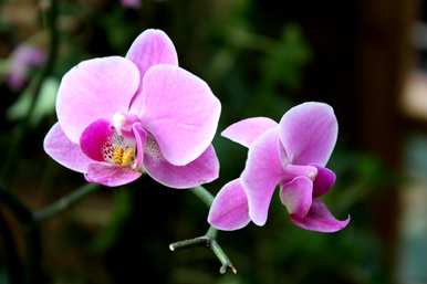 蝴蝶兰花不开花用什么肥料？蝴蝶兰花怎么养才能开花？