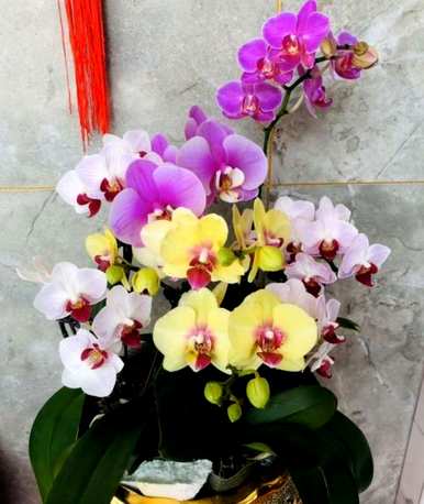 蝴蝶兰怎么浇水不烂根，蝴蝶兰怎么浇水不烂根？