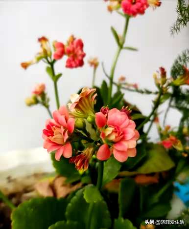 什么时候修剪长寿花最合适？开花后如何修剪凤尾长寿花？